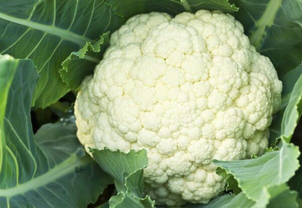 Gemüsegarten, Tipps zum Anbau von Blumenkohl