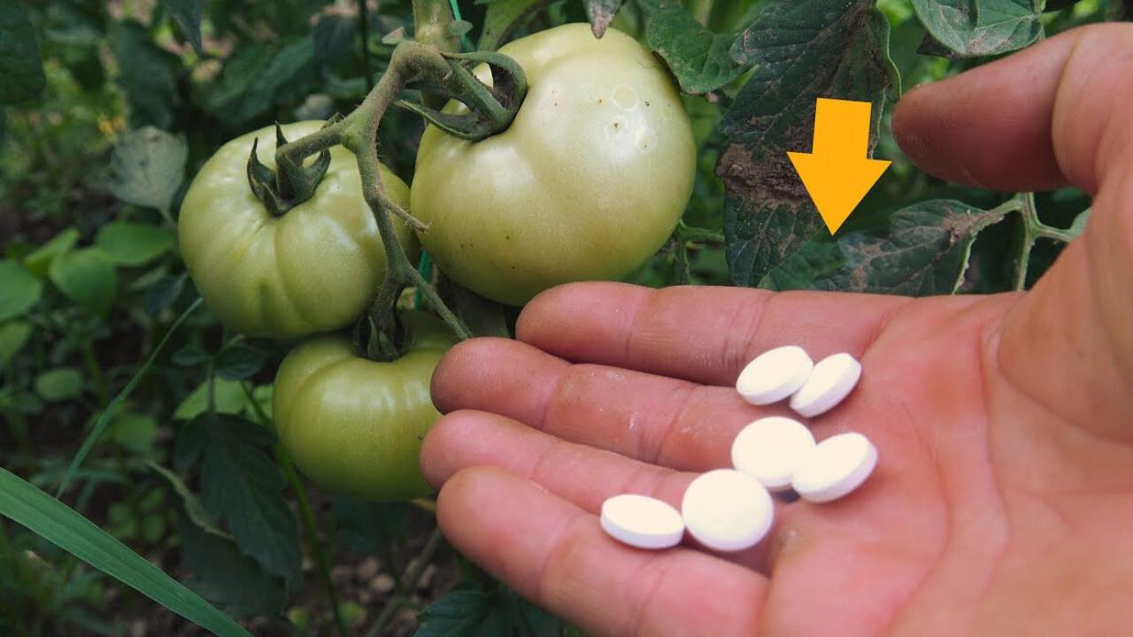 Gemüsegarten: Wenn Sie riesige rote, saftige Tomaten haben wollen, geben Sie sie der Pflanze.