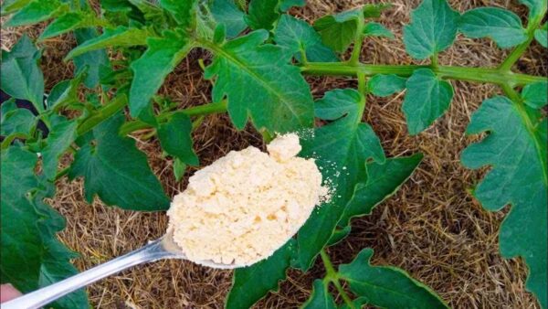 Gemüsegarten, damit verschwinden Blattläuse und Ameisen sofort von den Pflanzen