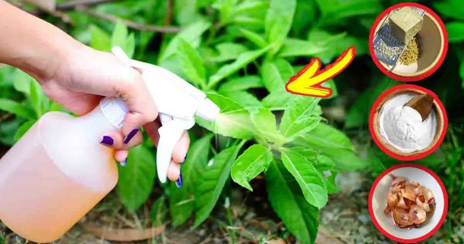 Geniale Tipps, um Blattläuse dauerhaft loszuwerden