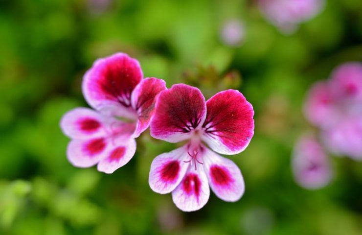 Geranie, wie man sie verwendet, um Mücken fernzuhalten