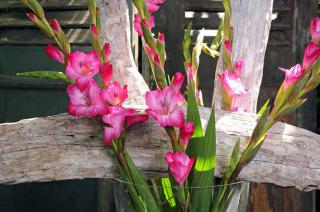Gladiole