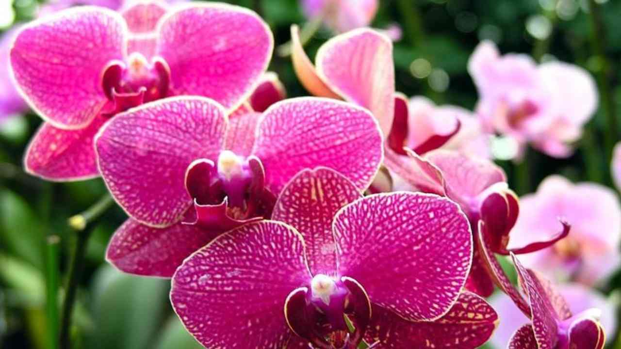 Orchidee: die Kindergartenmethode
