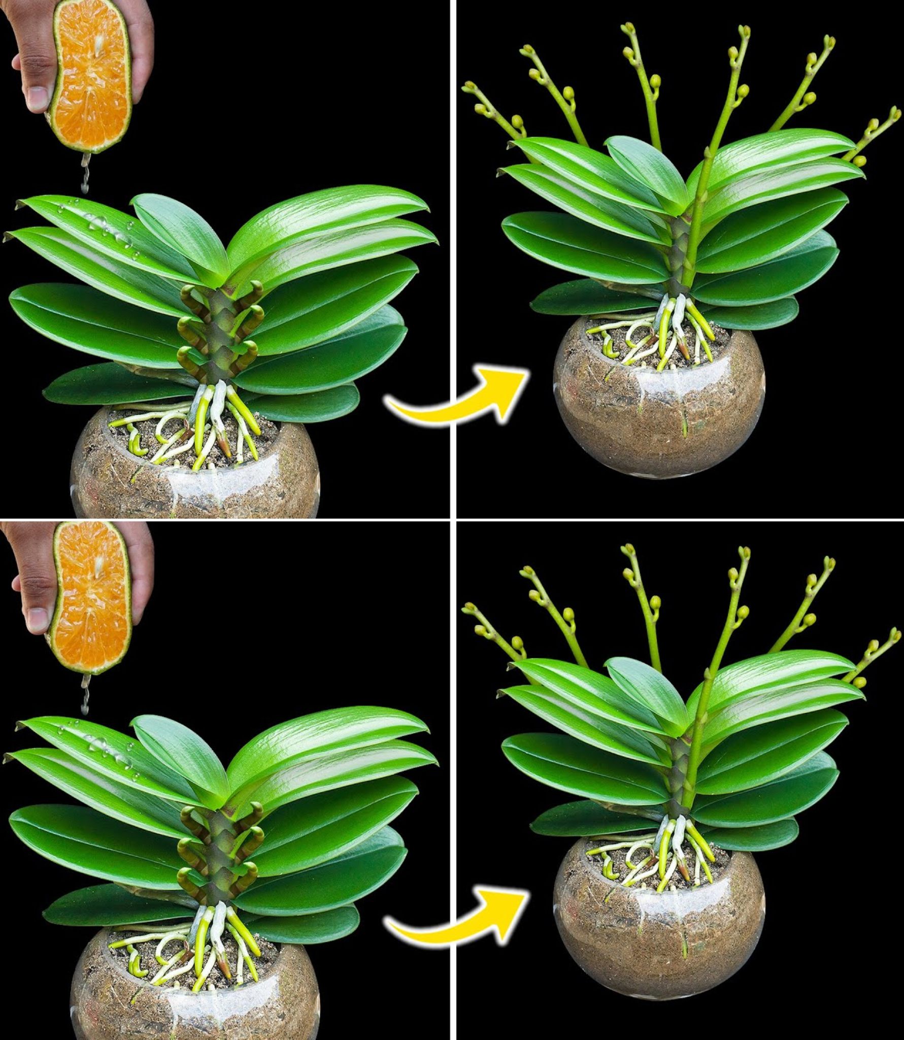 Gesunde und blühende Orchidee, wenn Sie diesen Inhaltsstoff verwenden: die Methode des Kindergärtners