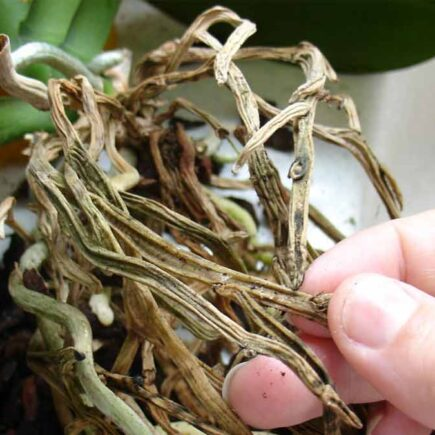 Getrocknete Orchidee? Hier sind einige Tipps zum Speichern.