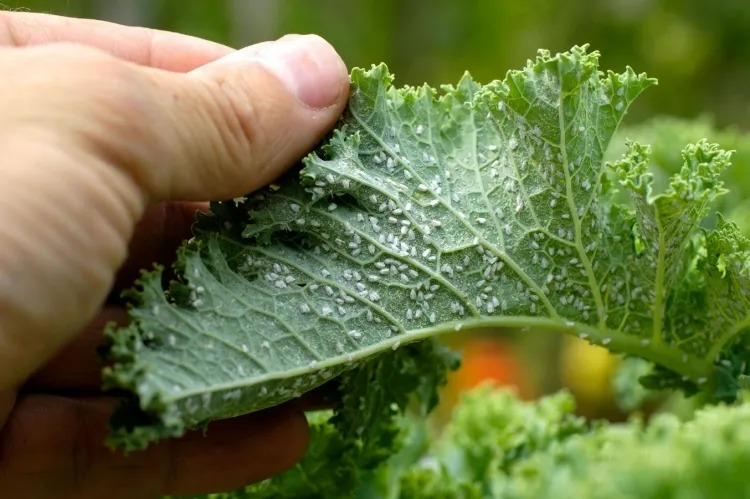 Gibt es eine wirksame Möglichkeit, Insektenschädlinge zu bekämpfen? Versuchen Sie es mit Natron gegen Blattläuse!