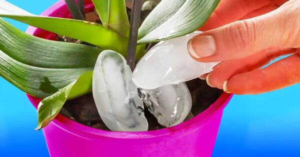 Gießen Sie Eiswürfel auf Ihre Orchideen: der geniale Tipp für erfahrene Gärtner