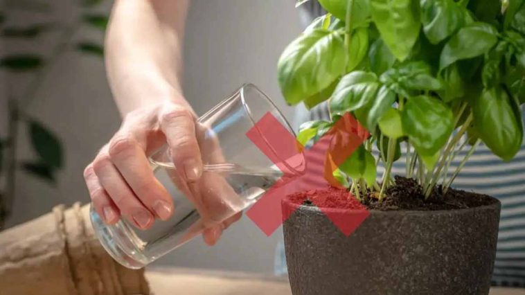 Gießen Sie das Basilikum niemals auf diese Weise, es besteht die Gefahr, dass es schnell verrottet