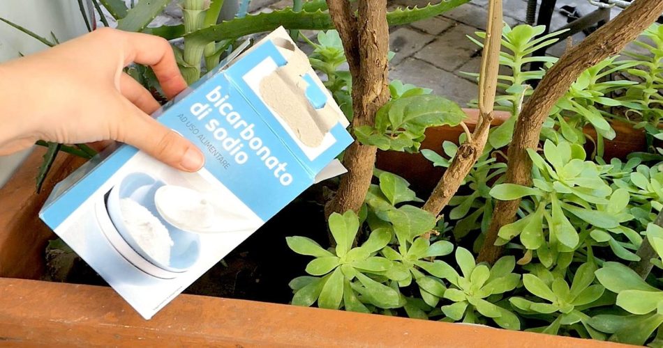 Gießen Sie das Natron in die Pflanze: Es ist der Freund des Gärtners