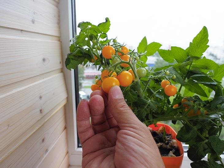 Mit der richtigen Bewässerungstechnik erhalten Sie wunderschöne Tomaten