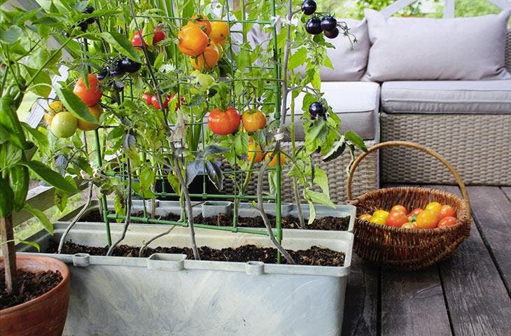 Tomaten sind ideal für einen Indoor-Gemüsegarten