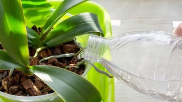 Gießen Sie eine Flasche in Ihre Orchideen und lassen Sie sie in Hülle und Fülle wachsen