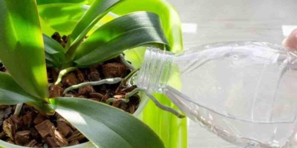 Gießen Sie eine Flasche in Ihre Orchideen und lassen Sie sie reichlich wachsen