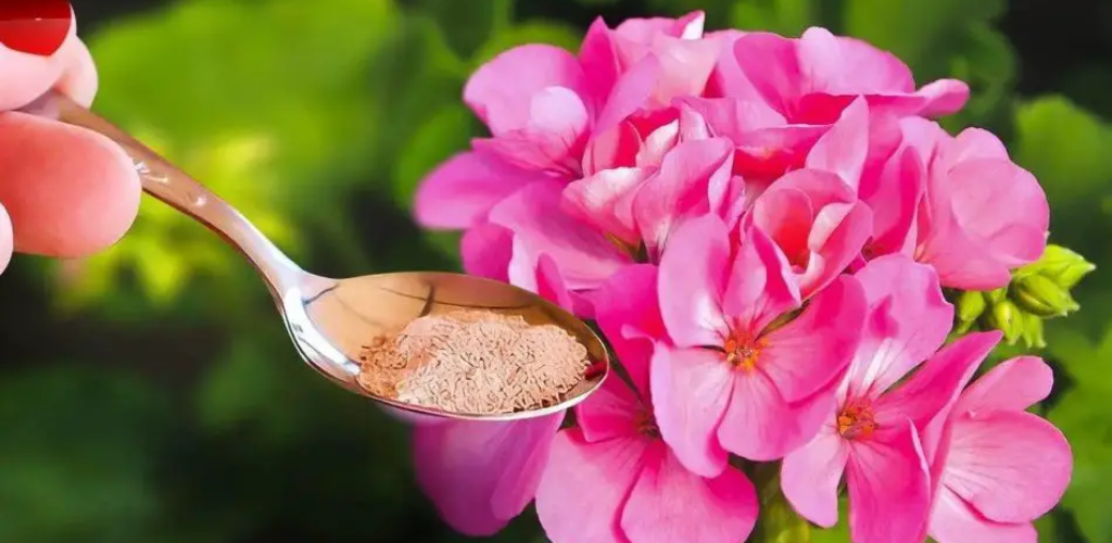 Gießen Sie es über Ihre Geranien, damit sie schnell blühen: Noch nie waren sie so belaubt