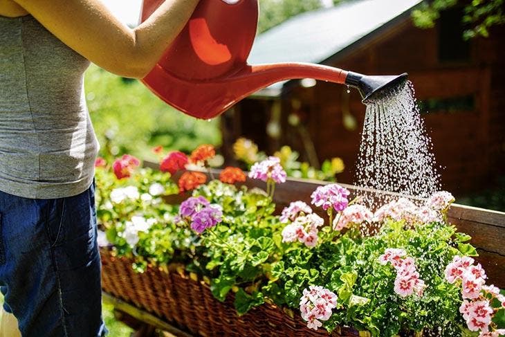Gießen Sie die Geranien