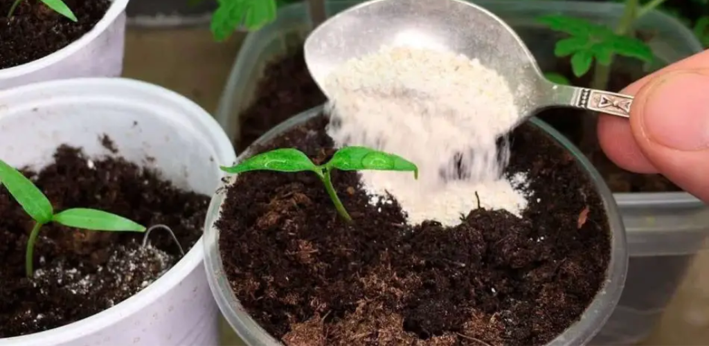 Gießen Sie es in die Töpfe Ihrer Pflanzen: Sie werden so gesund, grün und prall sein wie nie zuvor.