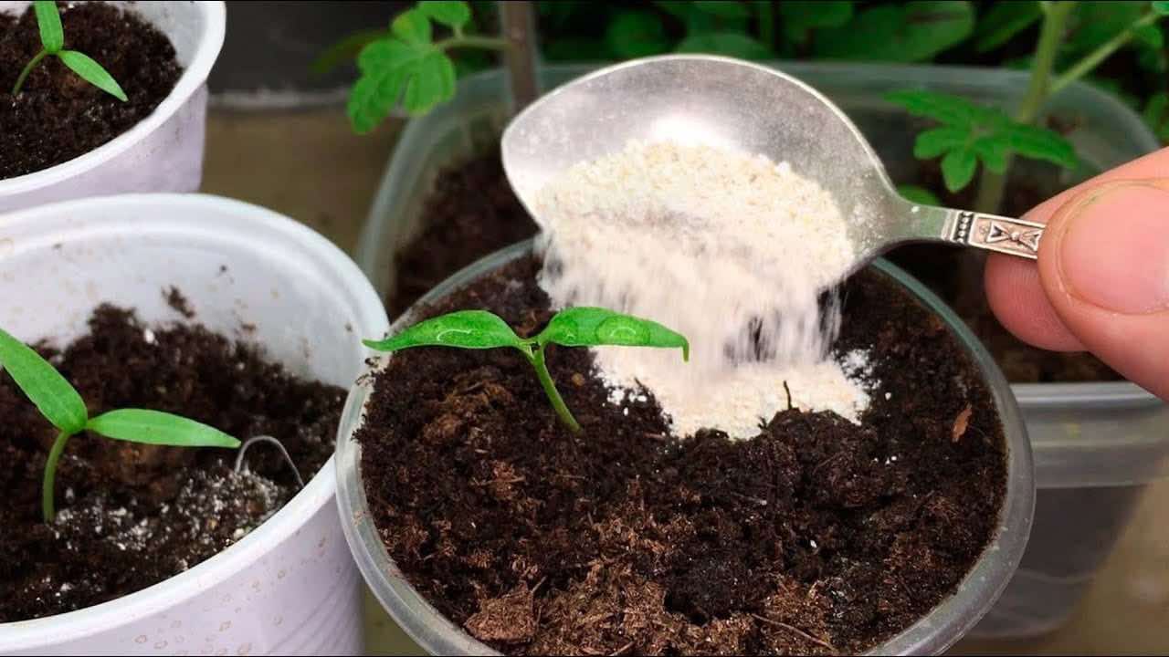 Gießen Sie es auf die Pflanzen.