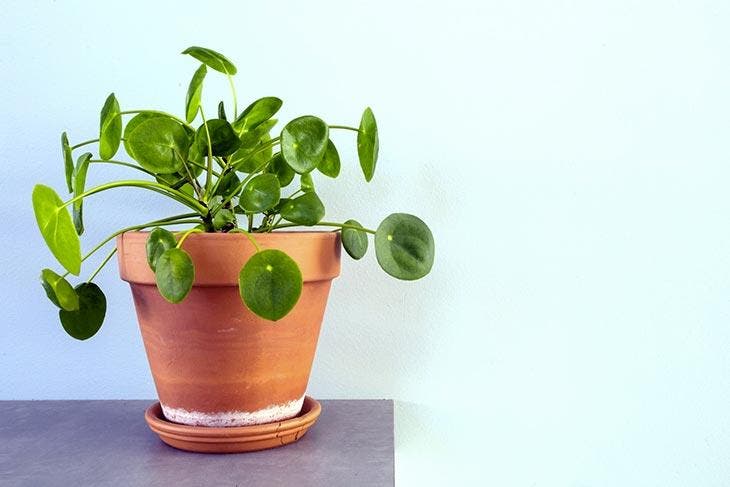 Die chinesische Währungspflanze