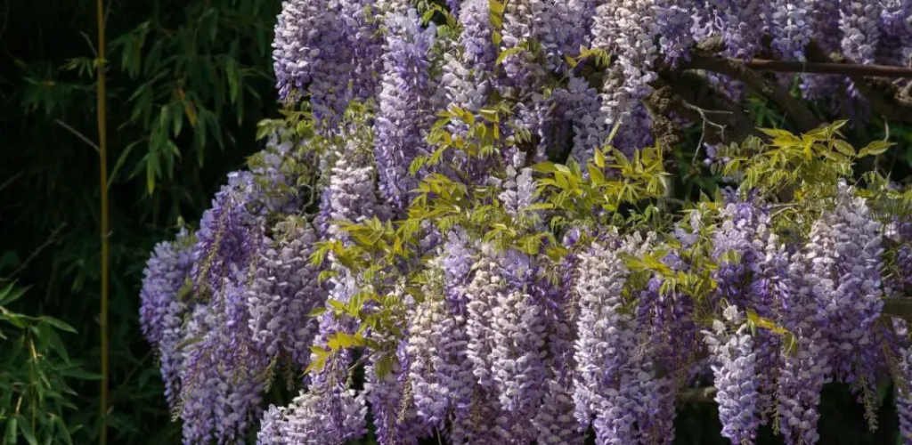 Glyzinien beschneiden: So sollten Sie es richtig machen, um üppige Blüten zu erhalten