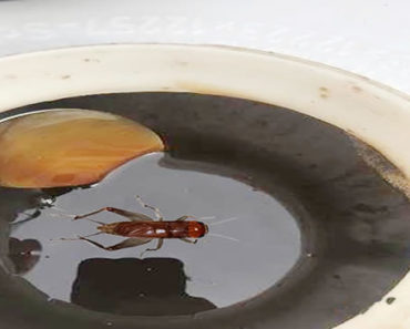 Grillen verscheuchen – Natürliche Methoden und Grundpflege