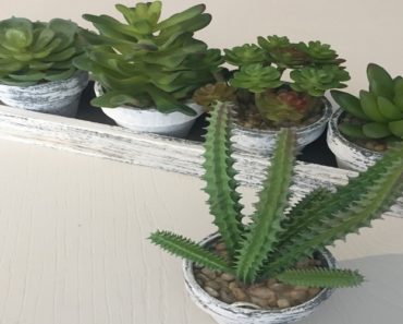 Gründe, Ihre Küche mit Sukkulenten zu dekorieren