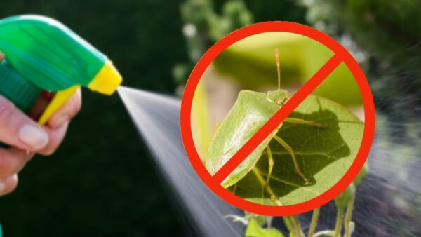 Grüne Käfer in Pflanzen, der unglaubliche Schachzug von Gärtnern, um sie verschwinden zu lassen: 1 Tropfen genügt