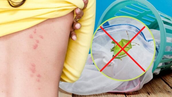 Grüne Käfer in der Wäsche, mit diesem Gewürz werden Sie sie dauerhaft los: tun Sie es jetzt