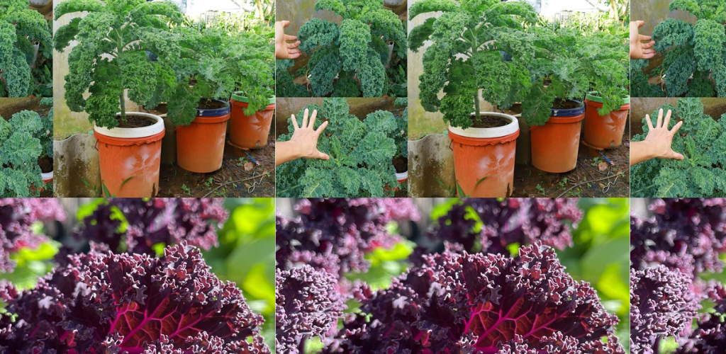 Grünkohl im August: Gedeihende Grünpflanzen für die Spätsommerernährung