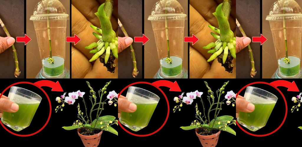 Grüntee-Elixier: Blühende Orchideen mit Grüntee-Dünger