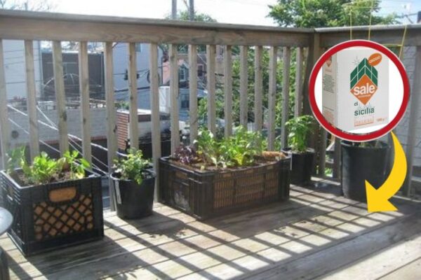 Grobes Salz auf dem Balkon: Alle machen es, versuchen Sie es auch