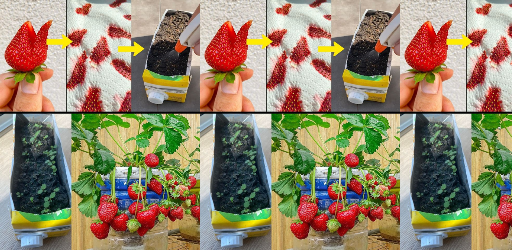 Growing Sweet Success: Ein umfassender Leitfaden zum Pflanzen, Wachsen und Pflegen von Erdbeeren