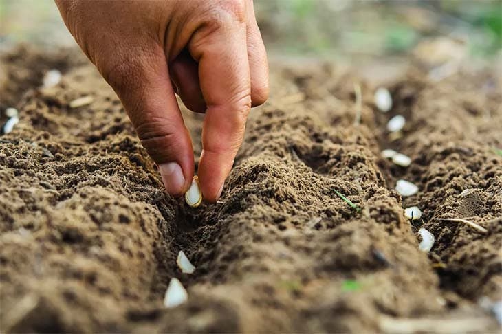 Semina – Quelle: spm