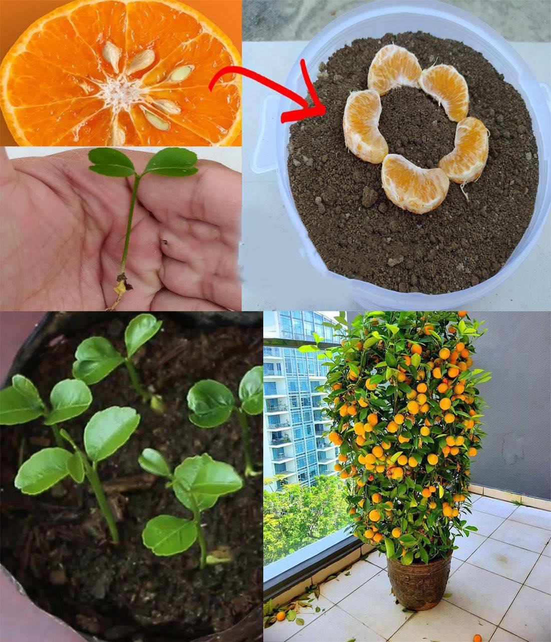 Guida passo passo per coltivare un albero di arancio dai semi: trasforma il tuo giardino!