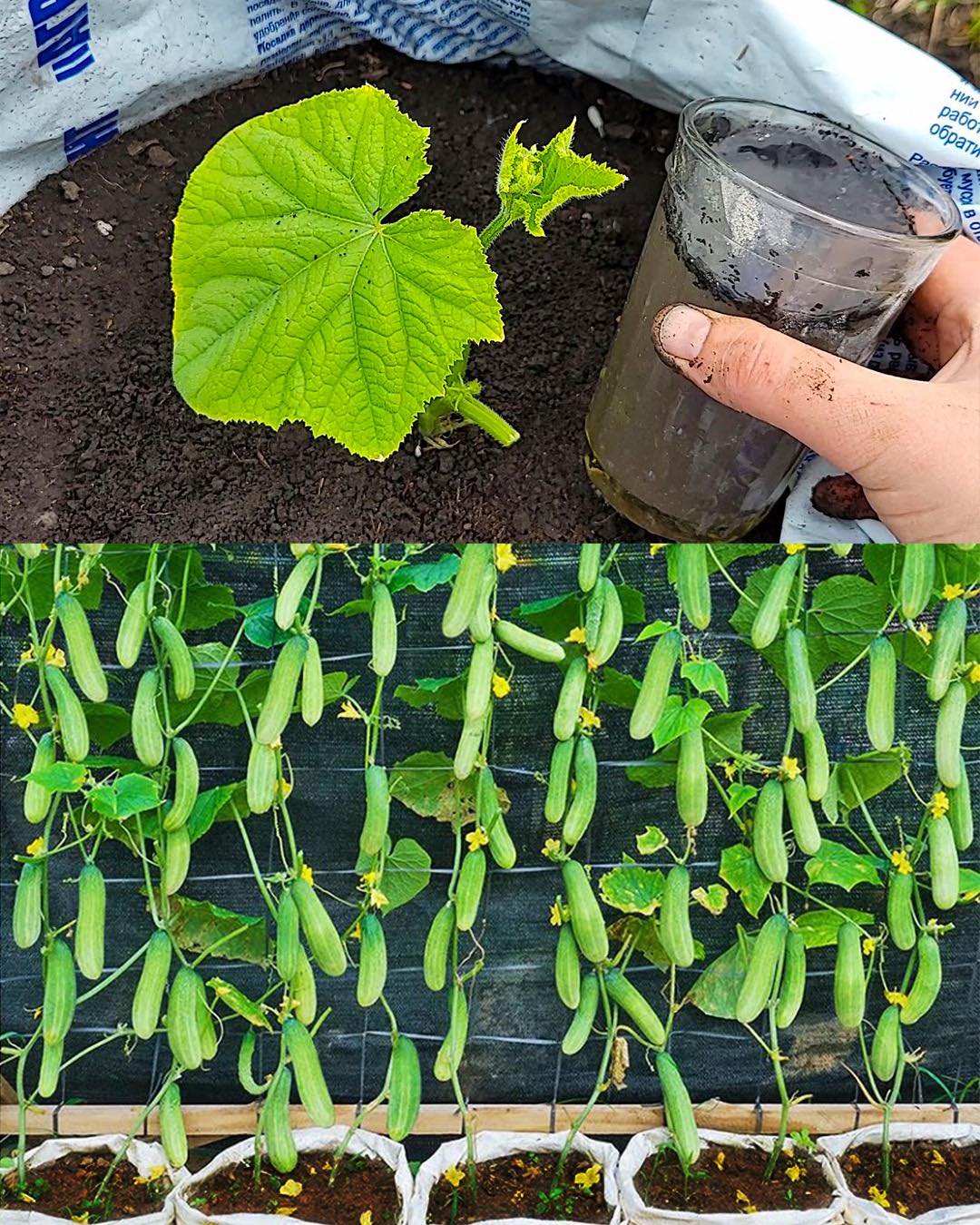 Gurken in Sackerde mit einem exklusiven Elixier anbauen