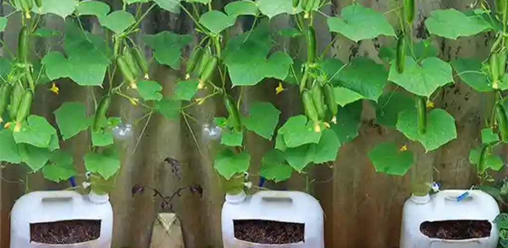 Gurken problemlos auf kleinem Raum anbauen: Leitfaden für den Gartenbau in Containern