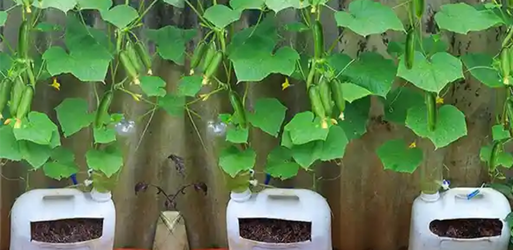 Gurken problemlos auf kleinem Raum anbauen: Leitfaden für den Gartenbau in Containern