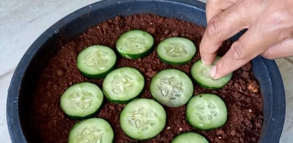 Gurken zu Hause aus Samen anbauen: Eine Schritt-für-Schritt-Anleitung mit einem einzigartigen Stützkäfig