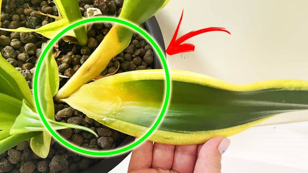 HAT DIE ZUNGE DER SCHWIEGERMUTTER GELBE BLÄTTER? SIE KÖNNEN ES SO BEHEBEN