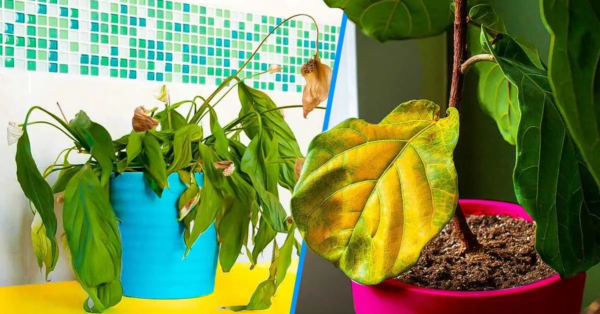 Haben Sie Angst, dass die Kälte Ihre Pflanzen schädigt? Dann müssen Sie dies tun, ohne zu warten