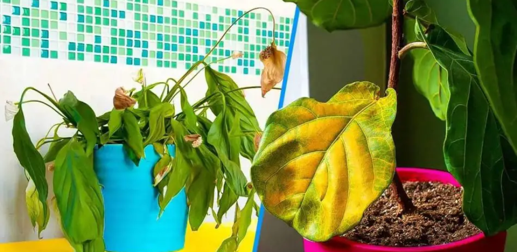 Haben Sie Angst, dass die Kälte Ihren Pflanzen schadet? Sie müssen dies also unverzüglich tun.