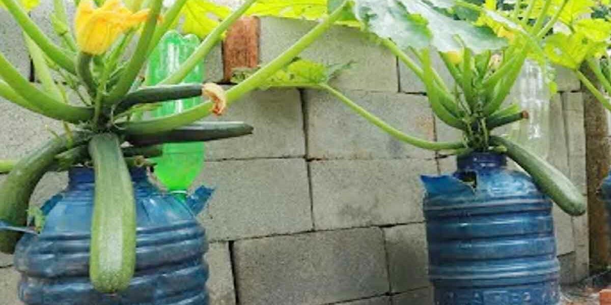 Haben Sie einen unbenutzten Behälter? Züchten Sie Zucchini ganz einfach, indem Sie diese Schritte befolgen 