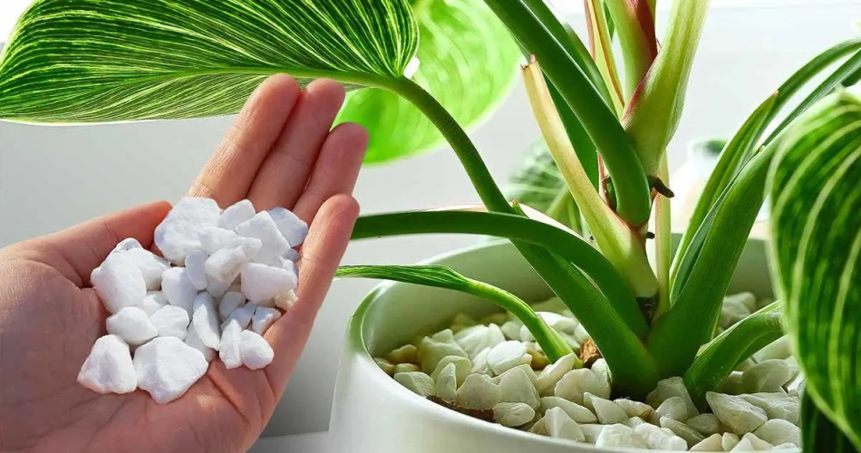 Halten Sie Ihre Pflanzen mit dem Lieblings-Hack der Gärtner gesund