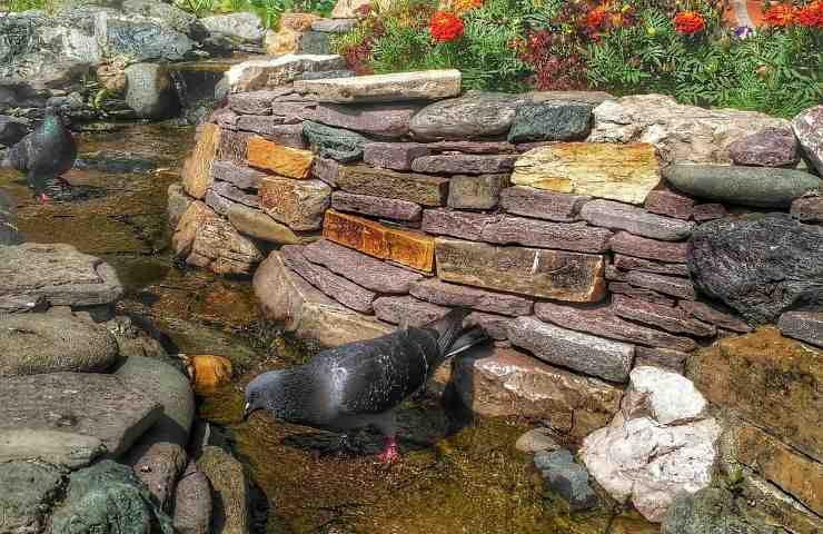 Lösung, um Tauben zu vertreiben