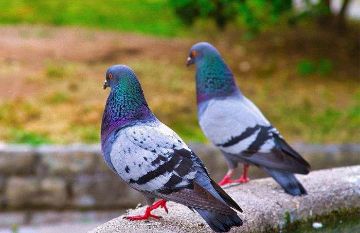 Halten Sie Tauben dank der zu verwendenden Pflanzen vom Garten fern