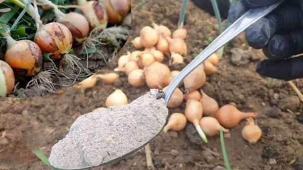 Halten Sie den Knoblauch mit dieser Heimmethode jahrelang intakt – garantierte Ergebnisse