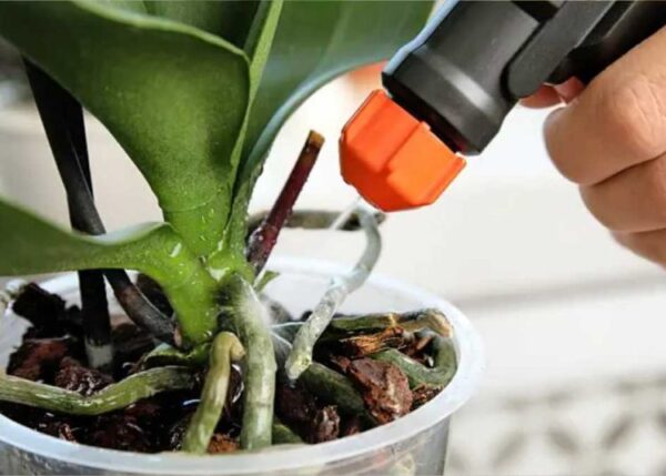 Hefedünger für Orchideen: Hier ist ein Rezept für selbstgemachten natürlichen Orchideendünger, der gut funktioniert