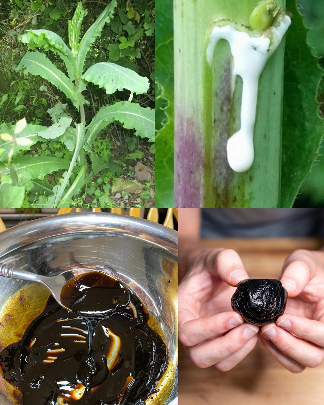 Herstellung von Wildsalat-Extrakt: Eine natürliche Lösung gegen Schmerzen und Schlaf