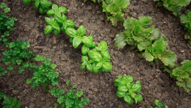 Gemüsegarten, was im Juni gepflanzt werden soll