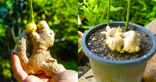 Hier erfahren Sie, wie Sie Ingwer ganz einfach zu Hause anbauen können, um unendliche Mengen zu erhalten