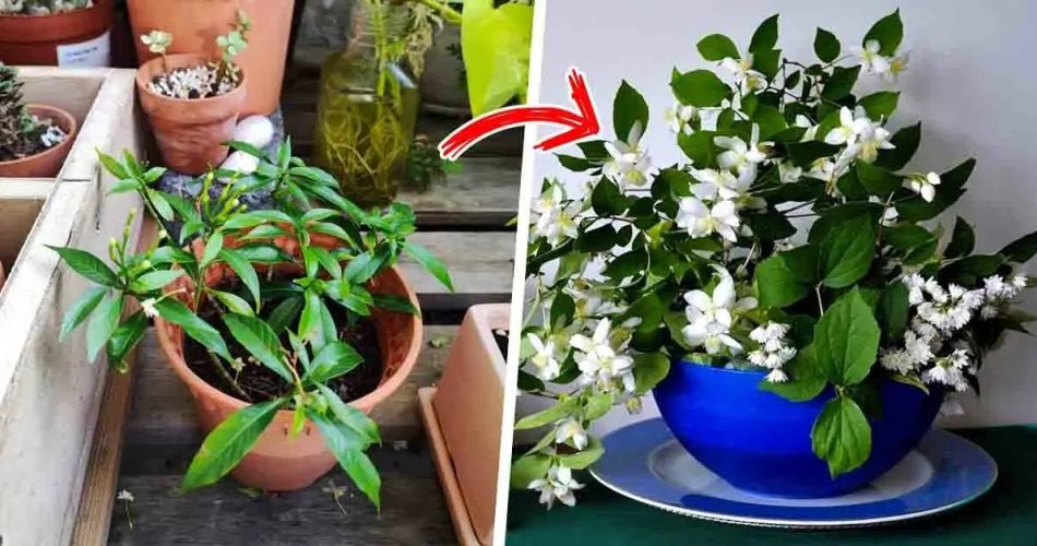Hier erfahren Sie, wie Sie Jasmin anbauen, um eine unendliche Anzahl zu haben und das Haus zu parfümieren